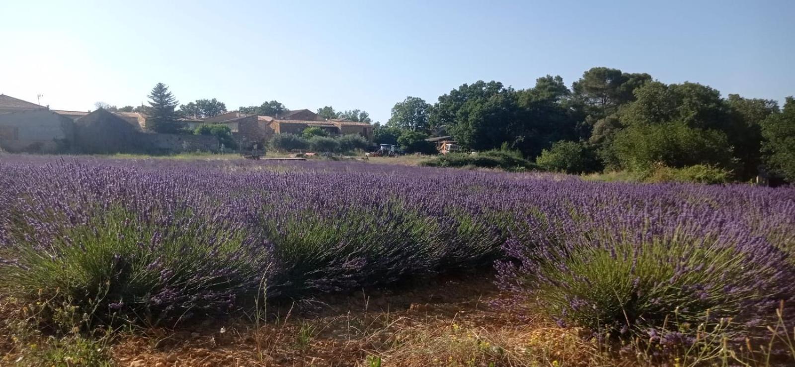 Saint-Maurice-de-Cazevieille Sous Le Tilleul מראה חיצוני תמונה